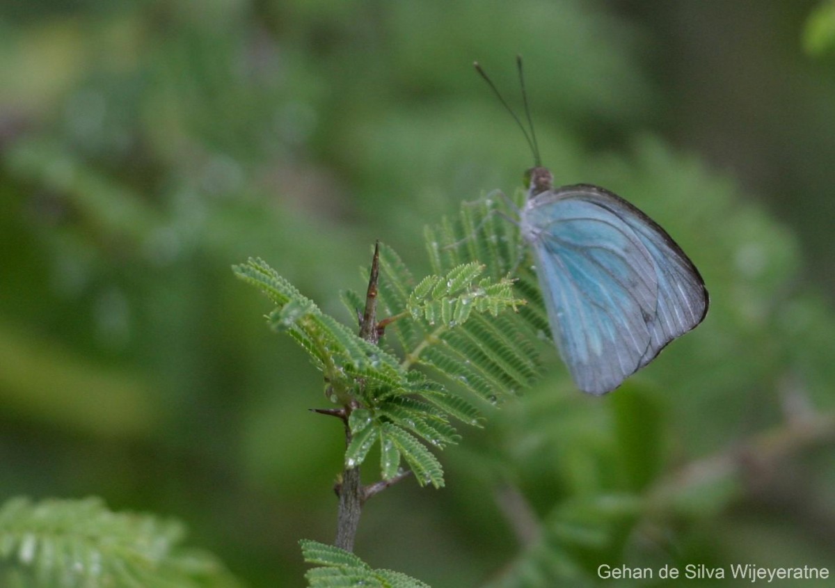 Pareronia ceylanica Felder, 1865